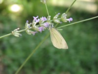 gal/2005 ete - Fleurs/_thb_Fleurs-1010156.jpg